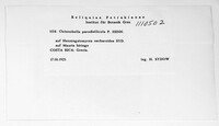 Image of Cicinnobella parodiellicola